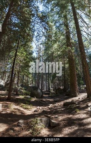 Blick nach oben auf einen dichten Nadelwald Stockfoto
