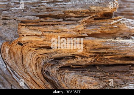 Nahaufnahme eines Baumes Stockfoto