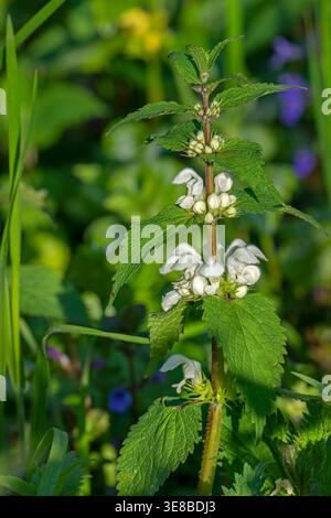 Nahaufnahme der weißen Brennnessel (Lamium-Album) in Blüte auf dem Waldboden im Frühjahr Stockfoto