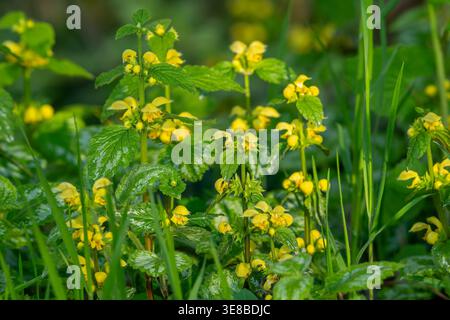 Nahaufnahme von gelbem Erzengel / goldener Totnessel (Lamium galeobdolon) in Blüte auf dem Waldboden im Frühjahr Stockfoto