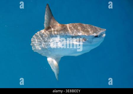 Mola Mola Sonnenfisch auf Meeresoberfläche Stockfoto
