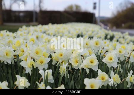 Blühende weiße Narzissen mit gelben Zentren in einem Landschaftsgarten, Frühlingsblumen in einem urbanen Park im Freien Stockfoto