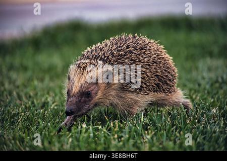 Nahaufnahme eines wilden europäischen Igels (Erinaceus europaeus), der über einen grünen Rasen in einem Garten spaziert, mit scharfem Fokus auf das stachelige Säugetier. Gedreht in der Toskana Stockfoto