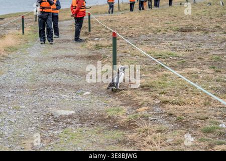 Zuchtpinguin, der den touristischen Fußweg überquert, aufgenommen in hellem Sommerlicht auf Magdalena Island, Magellan Meerenge, Chile Stockfoto