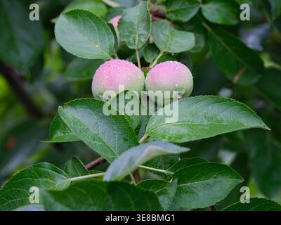 Zwei junge grüne Äpfel mit rosa Röte auf einem Zweig, bedeckt mit frischen Regentropfen. Stockfoto