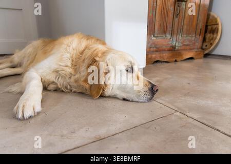 Goldener Retriever, der mit dem Kopf auf dem gefliesten Boden in der Nähe eines rustikalen Holzschranks liegt Stockfoto