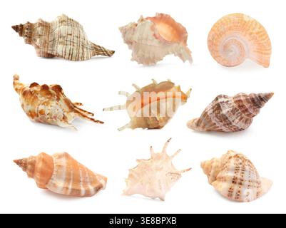 Sammlung wunderschöner Muscheln isoliert auf weiß Stockfoto