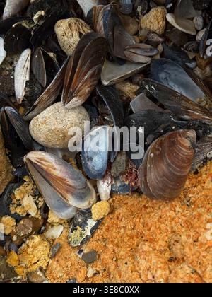Eine detaillierte Top-down-Aufnahme aus dunklen Muschelmuscheln und glatten Meereskieseln, die über einen strukturierten, orangefarbenen Küstenfelsen verstreut sind. Stockfoto