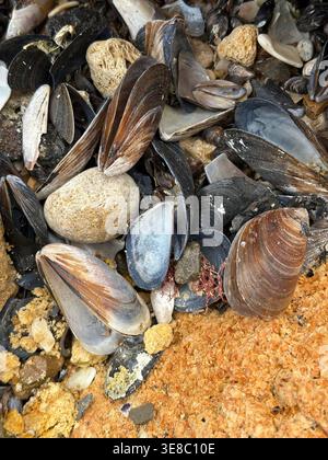 Eine detaillierte Top-down-Aufnahme aus dunklen Muschelmuscheln und glatten Meereskieseln, die über einen strukturierten, orangefarbenen Küstenfelsen verstreut sind. Stockfoto