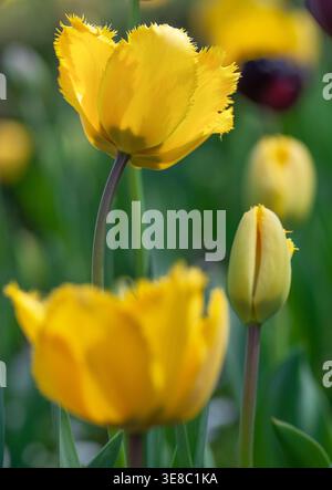 Gelbe Tulpenblüte, gesäumte Tulpe, Sorte „Crystal Star“, Frühling, England. Stockfoto