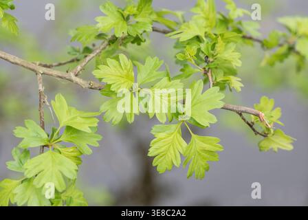 Blätter des Weißdorns (Crataegus monogyna) bei Roggen Meads, Herts Stockfoto