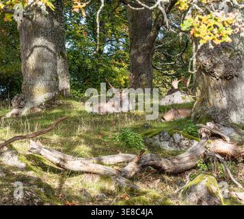 Zwei Hirsche ruhen zwischen großen Eichen auf sonnendurchflutetem Waldboden mit umgestürzten Baumstämmen und moosigen Felsen Stockfoto