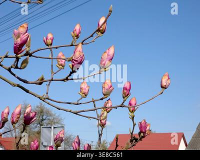 Blütenknospen von Magnolienbäumen erscheinen im Frühjahr. Die Szene zeigt Zweige mit Knospen vor blauem Himmel und nahe gelegene Häuser im Hintergrund. Stockfoto