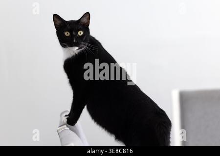 Schwarz-weiße Hauskatze, die drinnen auf Möbeln steht Stockfoto