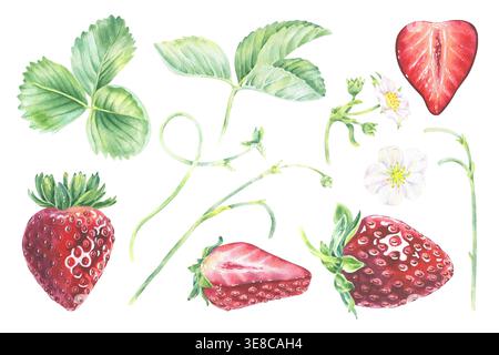 Erdbeeraquarell Set isoliert. Illustration reife rote Früchte, grüne Blätter und weiße Blüten von Hand gezeichnet. Blühende Gartenclips für Stockfoto