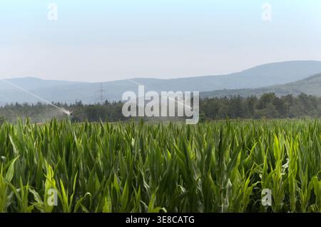 Landwirtschaftliche Bewässerungssprinkler Zur Bewässerung Des Maisfeldes Stockfoto