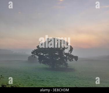 Solitary Ancient English Oak Tree hat dramatisch Silhouetten gegen Vivid Pink und Gold September Sunset Sky in der Dämmerung, Flaxby, North Yorkshire, England Stockfoto