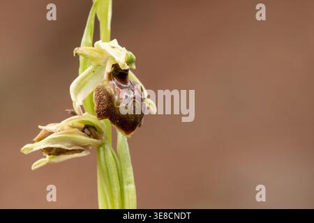 Bienenorchidee (ophrys hebes) Blume isoliert auf weichem braunem Hintergrund, Nahaufnahme mit Kopierraum, minimale Zusammensetzung, wilde Orchidee im Lebensraum, Frühling. Stockfoto
