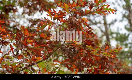 Dieses eindrucksvolle Foto zeigt Blätter, die auf dem Höhepunkt des Herbstes in einem Wald in tiefe, leuchtende Rottöne verwandelt werden. Die kräftige Färbung A Stockfoto