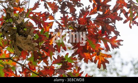 Dieses Nahaufnahme-Foto zeigt Blätter, die in ihren höchsten Herbstumwandlungen leuchten und in tiefen, lebendigen Rottönen leuchten. Gegen einen sauberen, weißen Himmel b Stockfoto