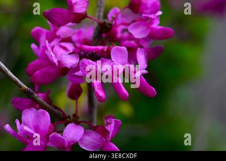 Chinesische Rotknospen (Cercis chinensis) Blüten. Fabaceae Laubstrauch. Sie blüht im Frühjahr mit rötlich-violetten, Schmetterlingsblüten. Stockfoto