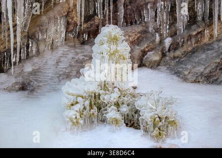 Kleiner immergrüner Sträucher, der stark von dickem, glitzerndem Eis umhüllt ist, und lange hängende Eiszapfen vor felsiger Kulisse im Upstate New York Winter. Stockfoto