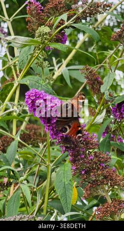 Pfauenfalter mit lebendigen Flügeln Nektar, der sich an einem lila Buddleia-Busch ernährt Stockfoto