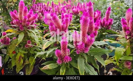 Leuchtend rosafarbene Celosia spicata-Pflanzen, die im Freien wachsen Stockfoto