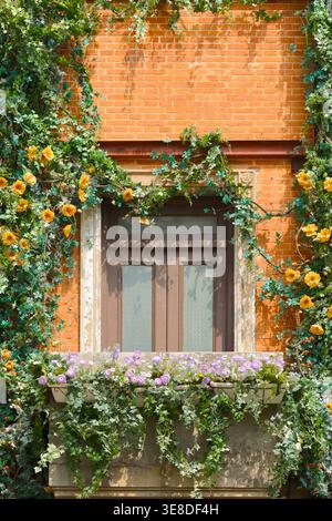Sonnendurchflutetes Ziegelfenster mit Blumenkasten, Efeu und gelben Rosen auf Einem bezaubernden Balkon Stockfoto