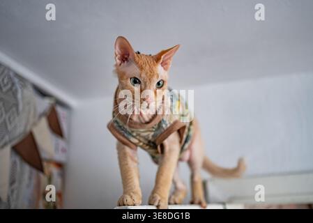 Ginger sphynx-Katze in einem stilvollen Hemd steht drinnen und blickt mit neugierigen grünen Augen, haarlos, aufmerksam und charmant Porträt eines modischen Begleiters auf die Kamera Stockfoto