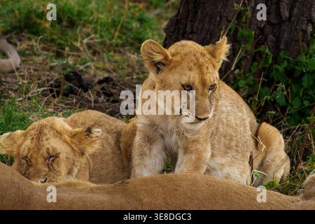 Eine Nahaufnahme von zwei jungen Löwenjungen (Panthera leo) in ihrem natürlichen Lebensraum. Ein Junges sitzt auf und blickt mit einem verschlafenen Ausdruck nach unten Stockfoto