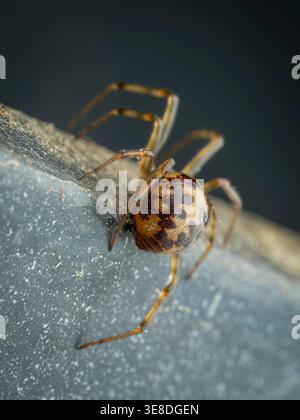 Makroansicht der Common House Spider Parasteatoda tepidariorum von hinten auf einem strukturierten grauen Rand mit komplizierten braunen Markierungen Stockfoto