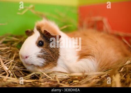 Niedliches Meerschweinchen in Heu, flauschiges dreifarbiges Hausnagetier in gemütlicher Umgebung. Konzept der Tierpflege und Tierschutz, Kleintierhaltung Stockfoto