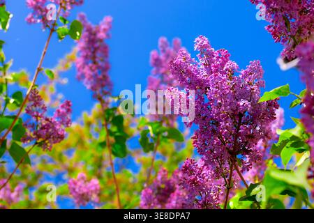 Lavendellilader erheben sich in Richtung eines tiefblauen Himmels mit fröhlich grünen Blättern und sonnendurchflutetem Bokeh, das Frischeoptimismus und süßes Versprechen vermittelt Stockfoto