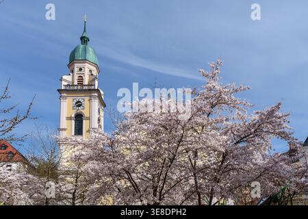 Die Kirschblüte blüht im Frühjahr vor der römisch-katholischen Kirche St. Joseph in Maxvorstadt, München, Bayern. Stockfoto