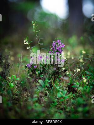 Heidekraut Blumen auf Waldboden Stockfoto