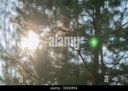 Goldene Sonne, die durch Nadelnadeln blickt, sorgt für Starburst-Highlights und grüne Linsen, kontrastreiche Silhouetten von Ästen, lebendige Outdoor-Szene Stockfoto