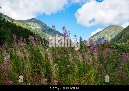 Lila Wildblumen wachsen auf einer Almwiese mit Berggipfeln und bewaldeten Hängen unter blauem Himmel mit Wolken Stockfoto