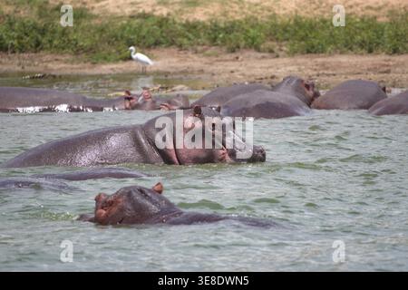 Flusspferde ruhten und teilweise in Flusswasser getaucht mit einem weißen Reiher, der hinter ihnen am Ufer steht. Stockfoto