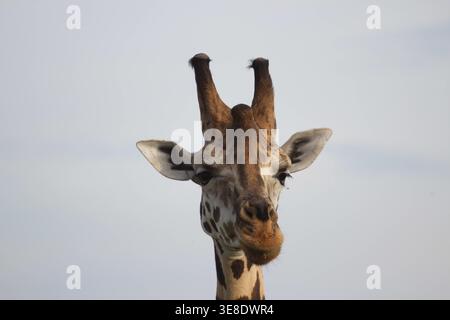 Nahaufnahme des Giraffen-Kopfes mit seinen charakteristischen Ossikopen und langen Wimpern. Stockfoto