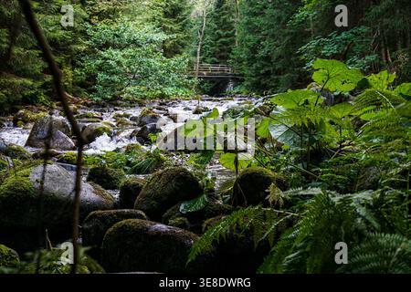 Ein Bach fließt durch einen üppigen Wald, umgeben von moosbedeckten Felsen und Grün. Eine Brücke überquert das Wasser. Stockfoto