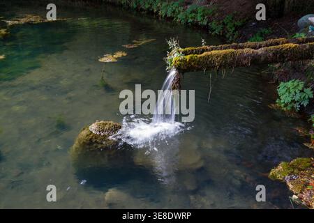 Ein kleiner Wasserfall fließt von einem moosbedeckten Baumstamm in einen friedlichen Waldteich. Stockfoto