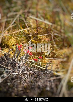 Cladonia Sp. Flechten, möglicherweise Cladonia cristatella, wächst auf einem feuchten Moor in Mid Wales, Großbritannien Stockfoto