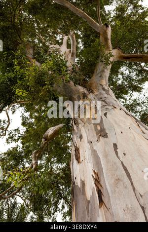 Eukalyptus camaldulensis Baumstamm mit mehrfarbiger abblätternder Rinde und glatter Holzoberfläche unter grünem Laub und hellem Licht, das natürliche Organ schafft Stockfoto