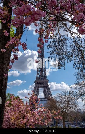Paris, Frankreich, 03.29.2026. Wunderschöne japanische Kirschblüte mit dem Eiffelturm im Hintergrund Stockfoto