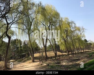 Frühlingslandschaft mit weinenden Weiden in voller Blüte unter klarem blauen Himmel, Südkorea Stockfoto