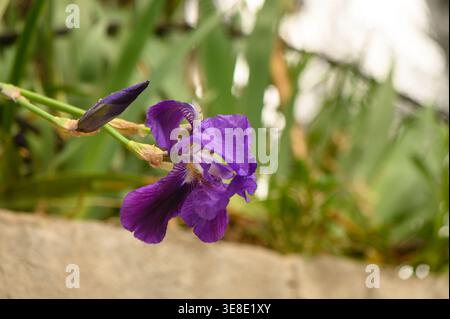 Eine atemberaubende bärtige Iris in voller Blüte, die große lila und gelbe Blüten mit charakteristischen unscharfen Bärten auf den unteren Blütenblättern zeigt. Wächst in a s Stockfoto