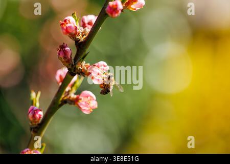 Blüten am Pfirsichzweig mit einer bestäubenden Biene. Frühling im Garten Stockfoto