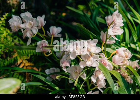 Cymbidium Orchidee in Blüte, eine beliebte ZierOrchidee, die für ihre eleganten Blüten und langlebigen Blüten bekannt ist und in Asien weit verbreitet wird. Stockfoto