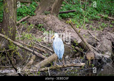 Ein Graureiher, der einen kleinen Fisch im Iremongers-Teich in Nottingham, Großbritannien, fängt. Stockfoto